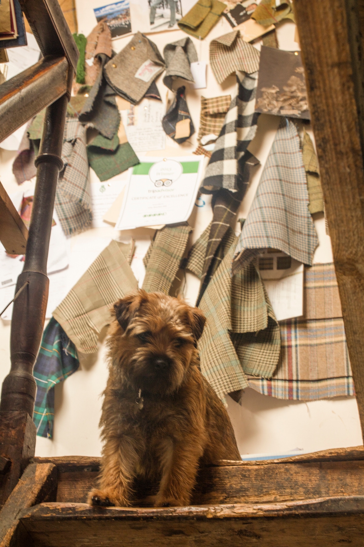 The Islay Woollen Mill's loyal mascot.