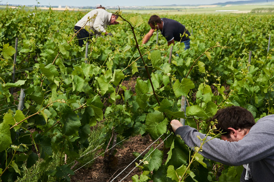 Hand-picking the fruit from the family vineyards.