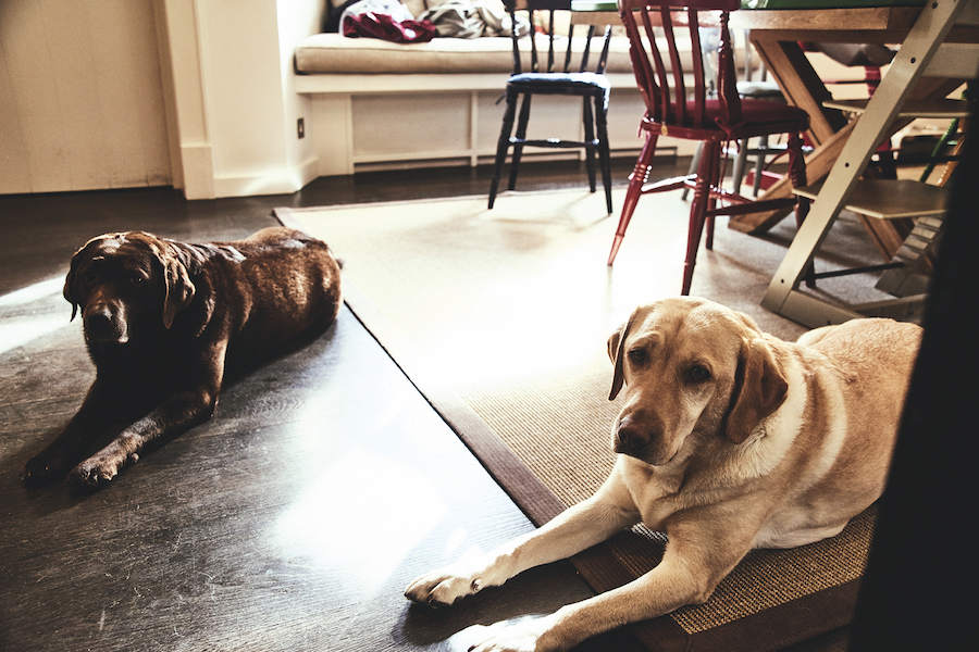 George's Labradors are arguably two of his finest accessories.