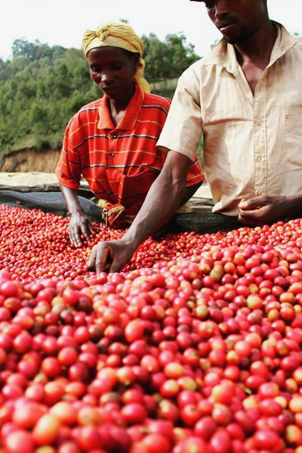 Farmers from Kibingo in Burundi selecting coffee cherries.