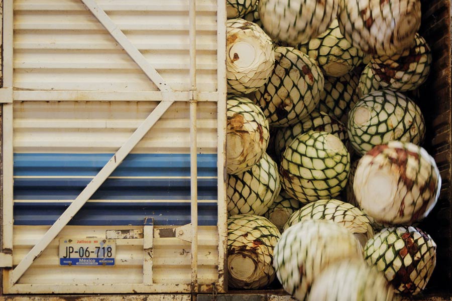 Piñas being delivered to Hacienda Patron.