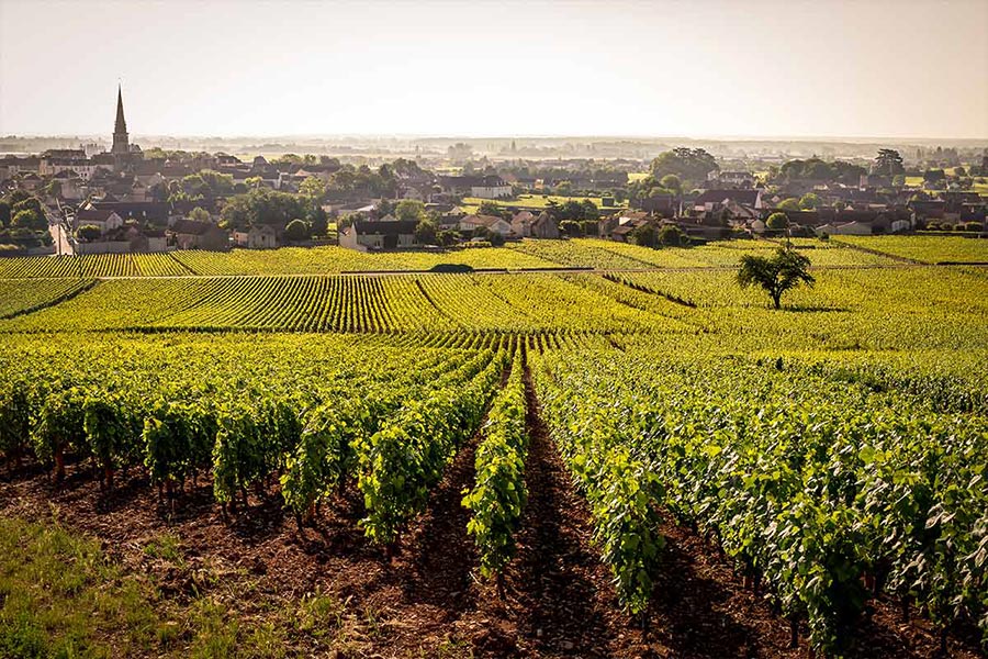 The vineyards of the Côte de Beaune are one of the five great vineyards of Burgundy.