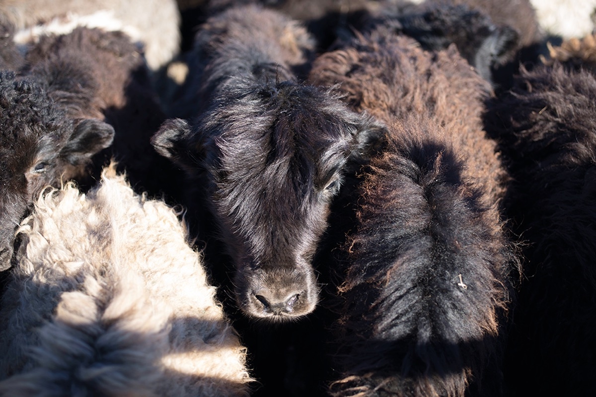 The Khangai mountain yak