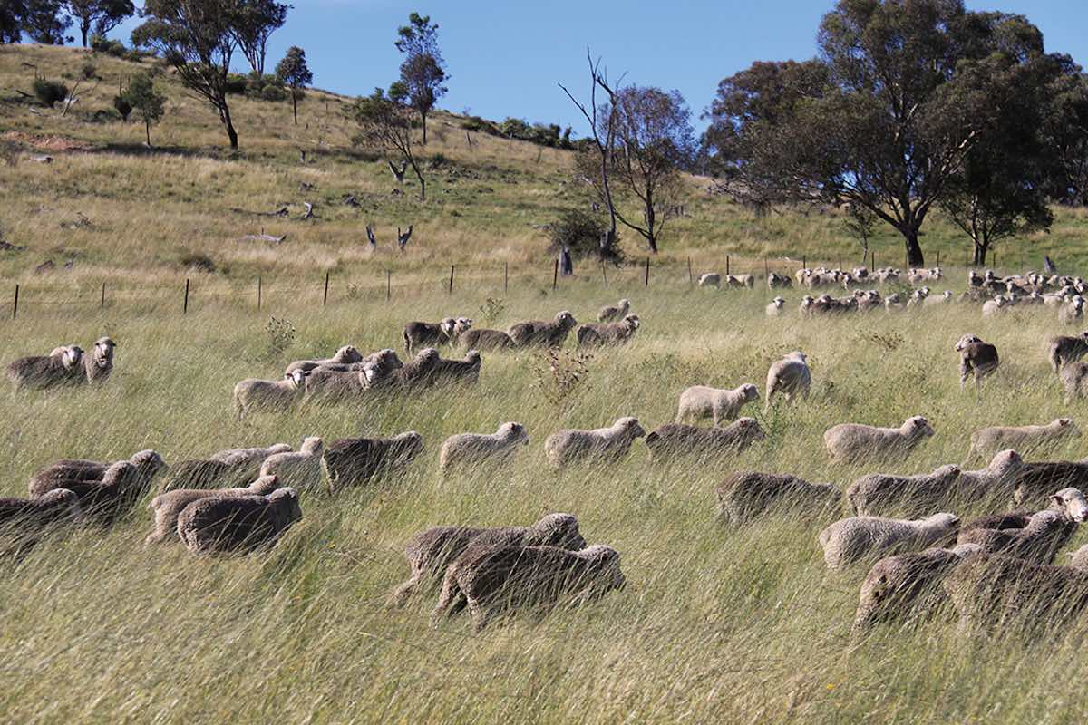 The sheep farm in Australia from which Vitale Barberis Canonico source their cloth