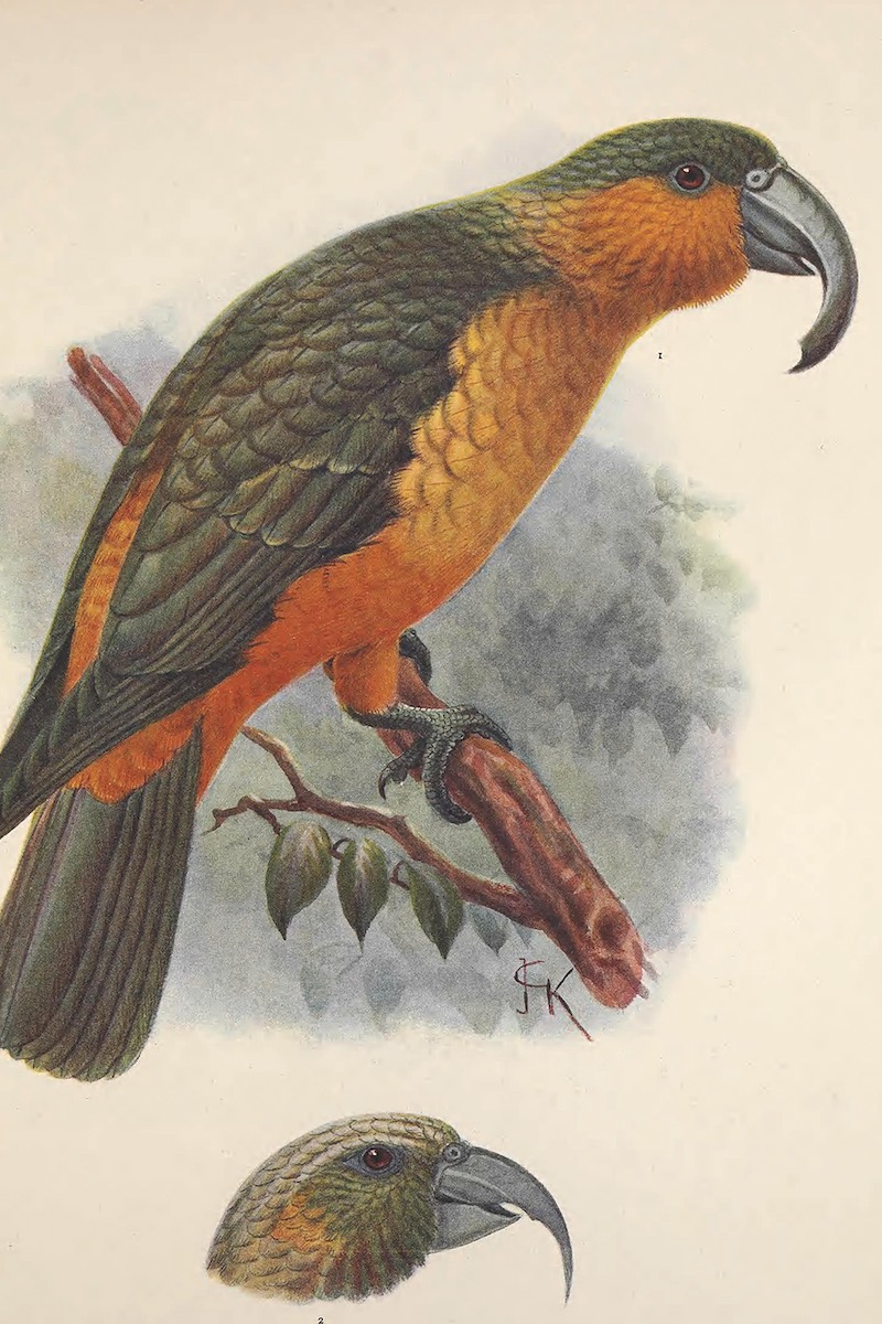 An engraving of a Nestor Norfolcensis from Rothschild’s book Extinct Bird (Photo by Smith Collection/Gado/Getty Images)