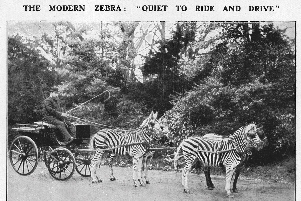 Rothschild in a carriage drawn by three zebras and a pony, which would be paraded outside Buckingham Palace (Photo by Historia/Shutterstock (9809658a)